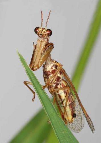 Réf. 11 515 : Mantispa styriaca