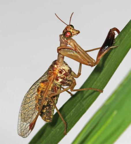Réf. 11 516 : Mantispa styriaca
