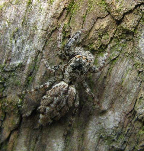 Marpissa muscosa