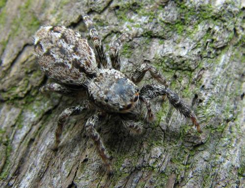 Marpissa muscosa