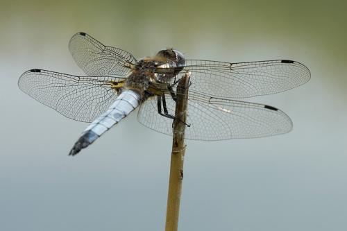 Réf. 11 029 : Libellula fulva