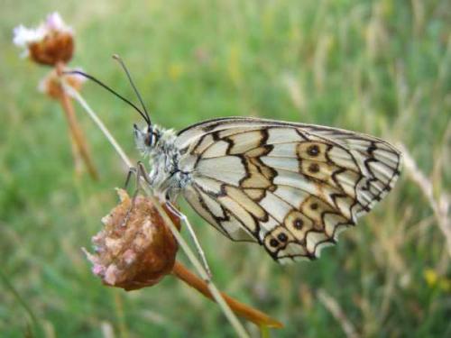 Melanargia russiae