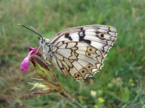 Melanargia russiae