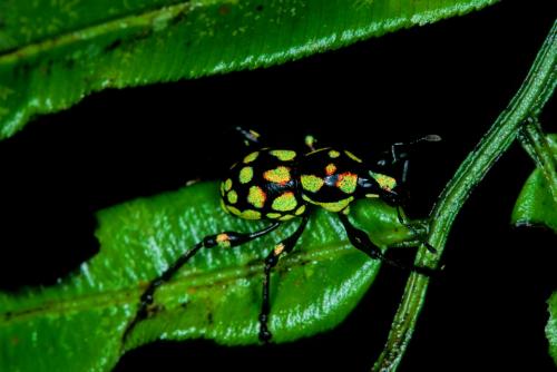 Metapocyrtus sp.