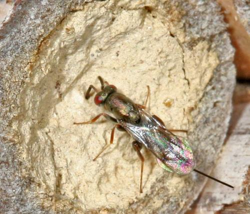Monodontomerus sp.