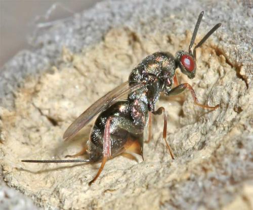 Réf. 11 128 : Monodontomerus sp.