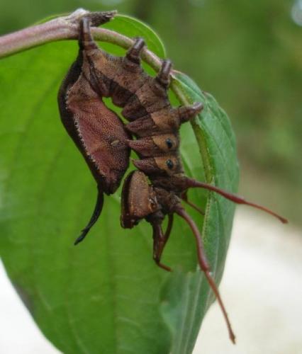 Stauropus fagi
