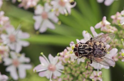 Réf. 11 370 : Graphomya maculata