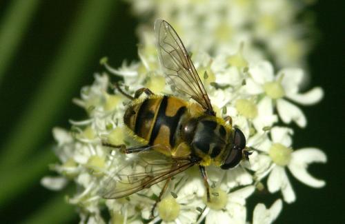 Myathropa florea