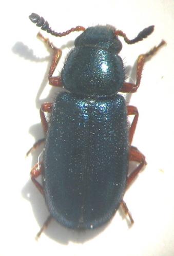 Necrobia rufipes