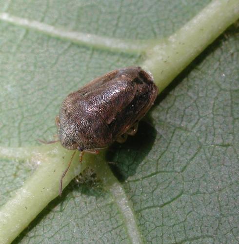 Neottiglossa bifida