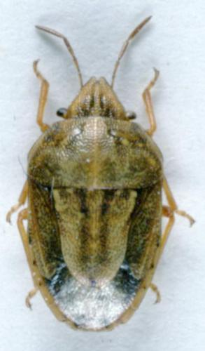 Neottiglossa bifida
