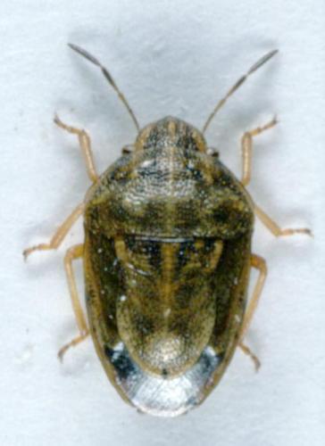 Réf. 11 891 : Neottiglossa leporina