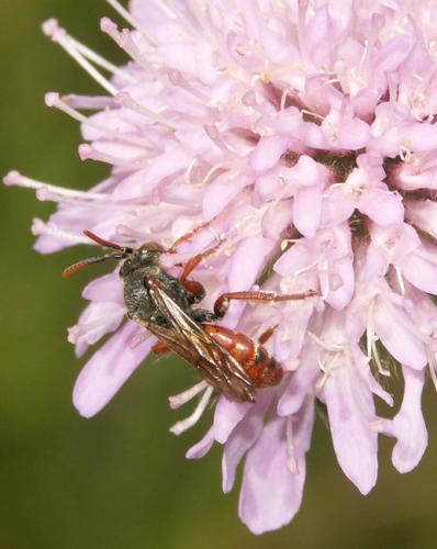 Réf. 11 550 : Nomada sp.