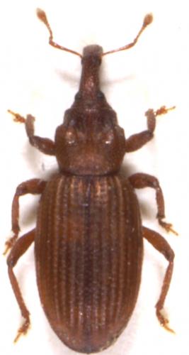 Réf. 11 320 : Styphloderes exsculptus