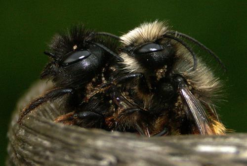 Osmia cornuta