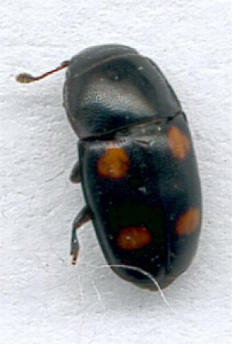 Réf. 11 521 : Glischrochilus hortensis