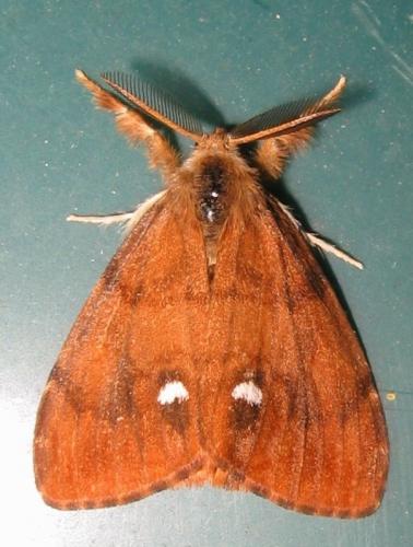 Orgyia antiqua