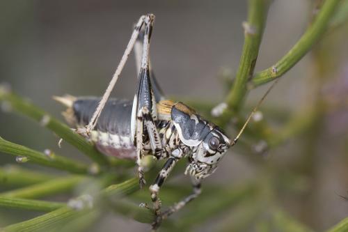 Antaxius hispanicus