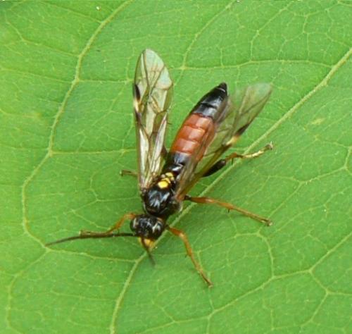 Réf. 11 251 : Tenthredopsis sp.