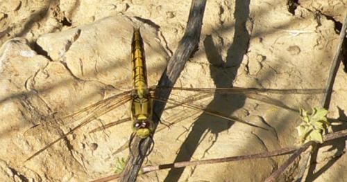 Orthetrum cancellatum