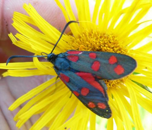 Réf. 11 229 : Zygaena transalpina