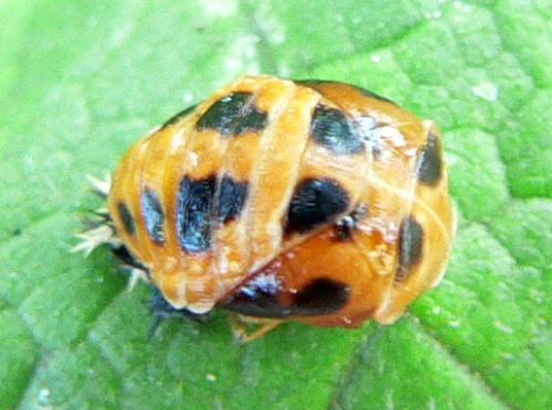 Harmonia axyridis