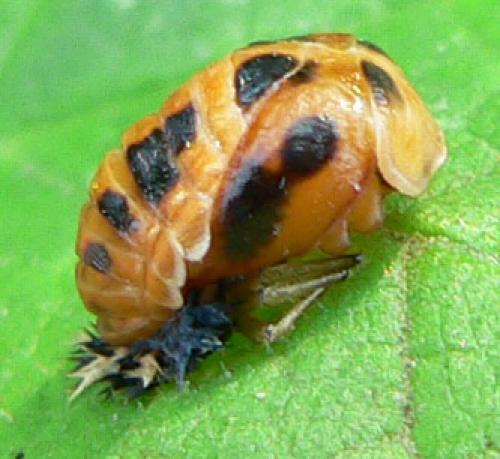 Harmonia axyridis