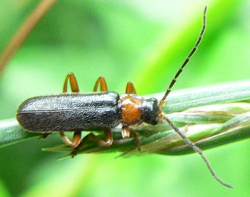 Cantharis flavilabris