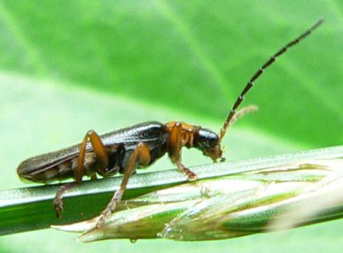 Cantharis flavilabris