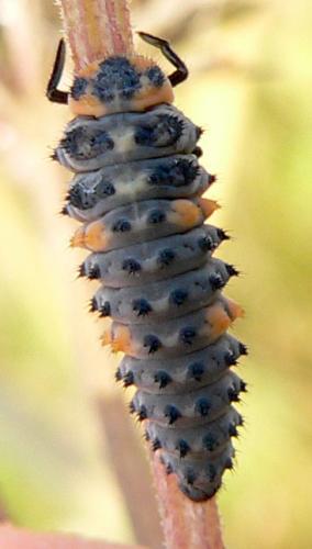 Réf. 11 136 : Coccinella septempunctata