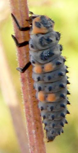Coccinella septempunctata
