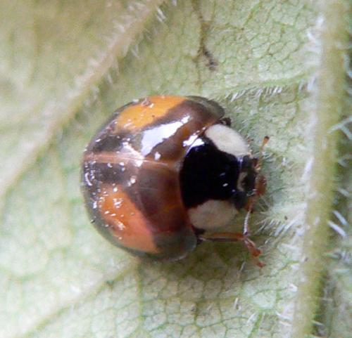 Harmonia axyridis