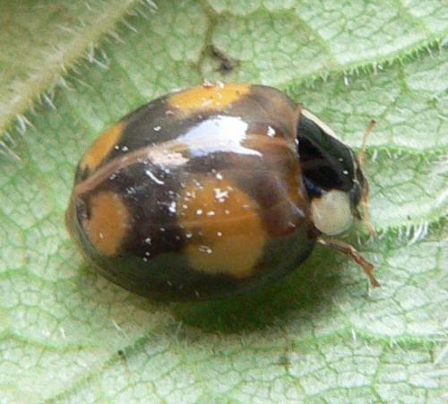 Harmonia axyridis