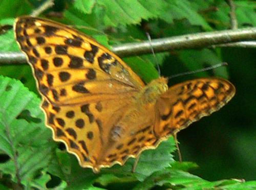Réf. 11 226 : Argynnis paphia
