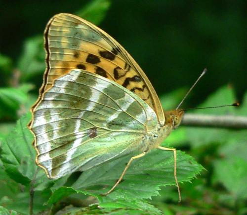 Argynnis paphia