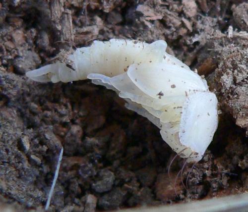 Réf. 11 409 : Dendroxena quadrimaculata