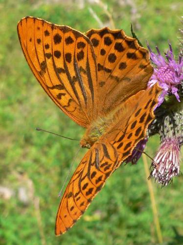 Réf. 11 224 : Argynnis paphia