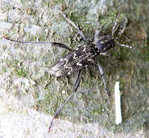 Réf. 11 212 : Xylotrechus rusticus