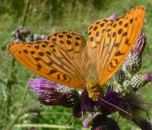 Réf. 11 225 : Argynnis paphia