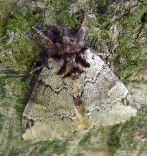 Réf. 11 357 : Drymonia melagona