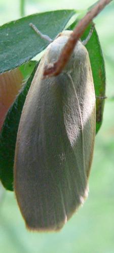Eilema sp.
