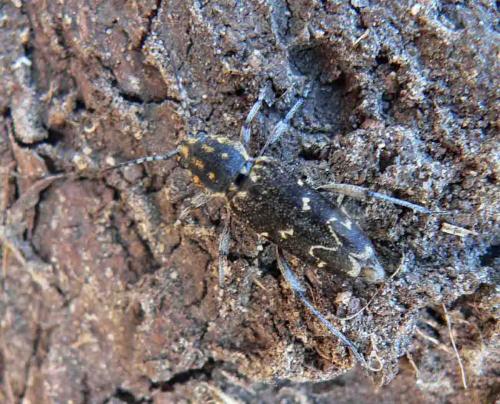 Xylotrechus rusticus