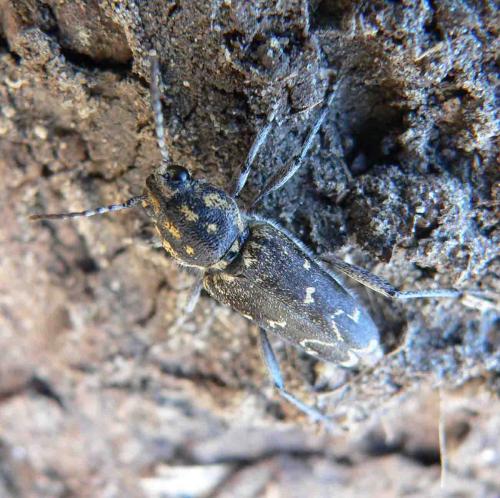 Réf. 11 325 : Xylotrechus rusticus