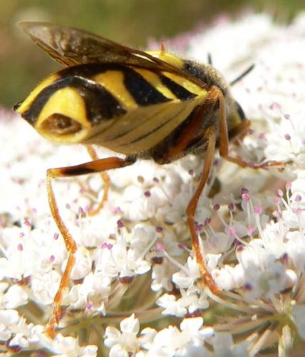 Réf. 11 350 : Stratiomys chamaeleon