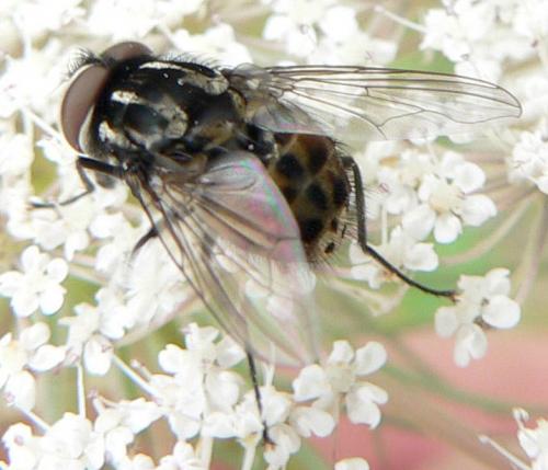 Réf. 11 375 : Graphomya maculata