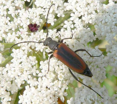 Anastrangalia dubia