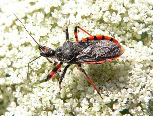 Rhynocoris annulatus