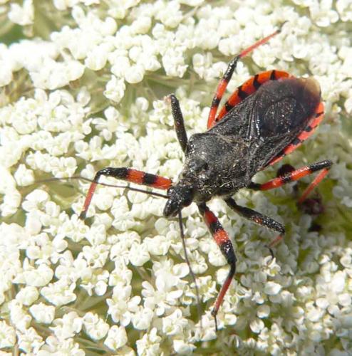 Réf. 11 594 : Rhynocoris annulatus