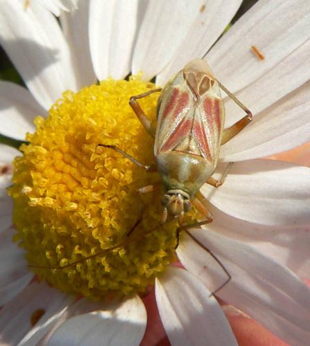 Réf. 11 589 : Calocoris roseomaculatus
